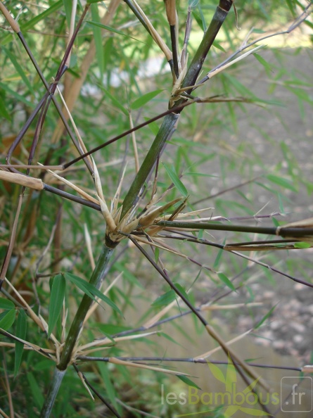 fargesia angustissima 16