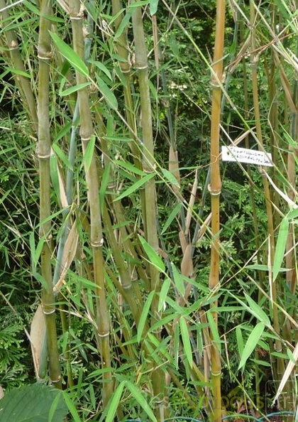 Fargesia crassinoda Kew 001
