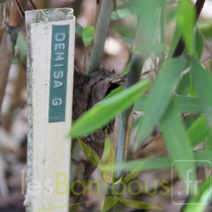fargesia demissa G 05