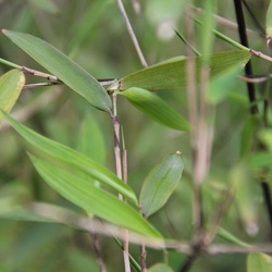 demissa G