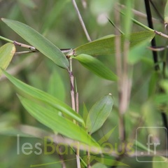 fargesia demissa G 06