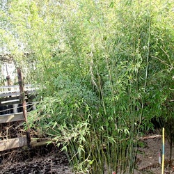 denudata blue culms