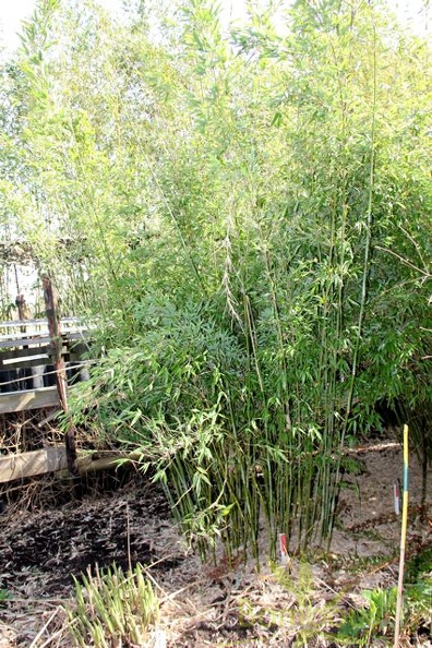 denudata blue culms 001