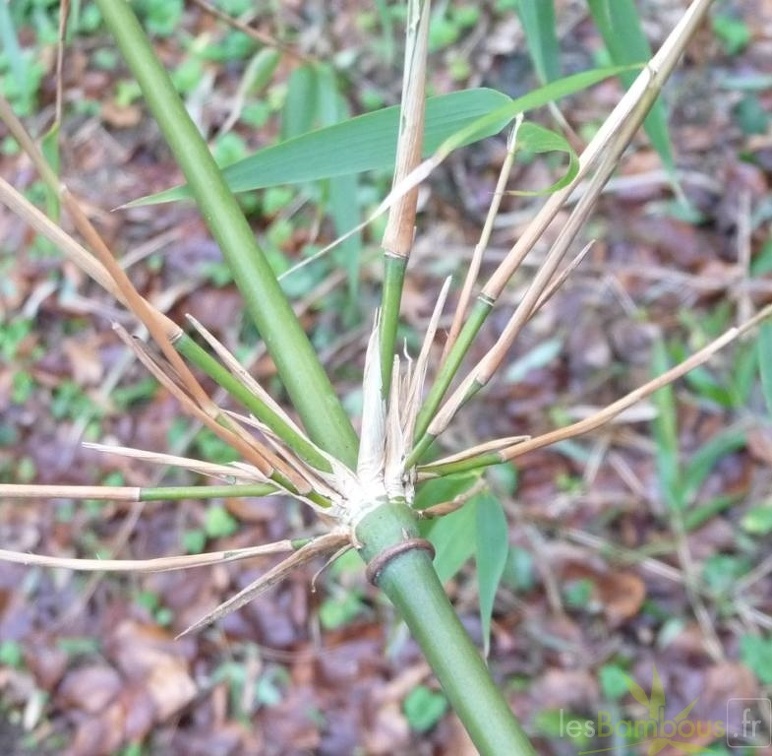 dracocephala 001