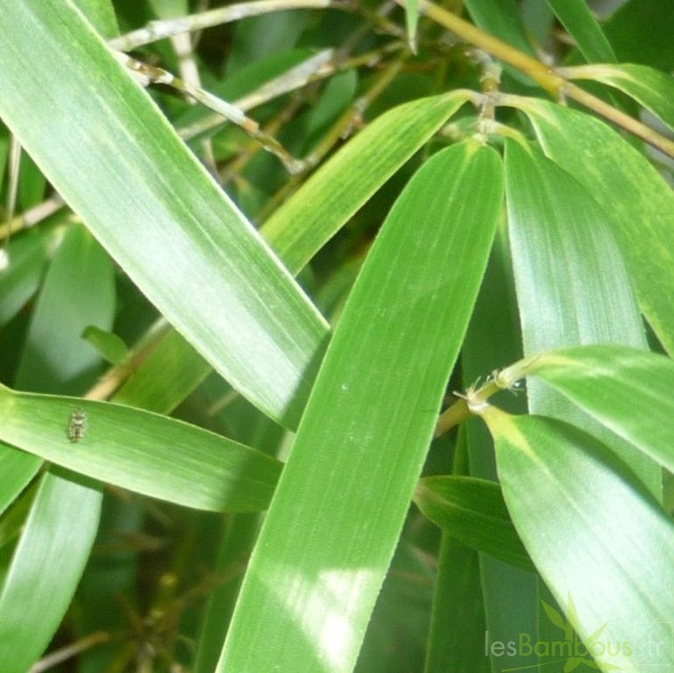dracocephala 003