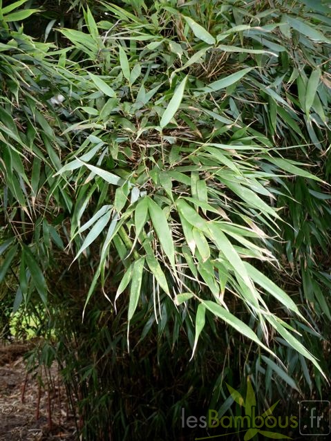 dracocephala 005