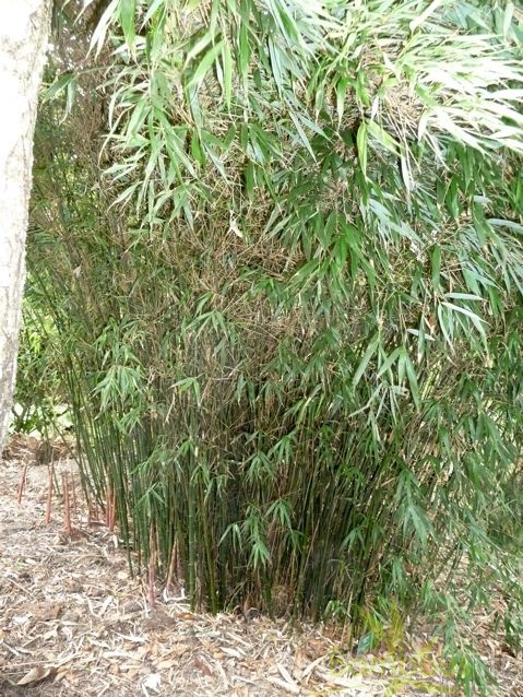 dracocephala 006