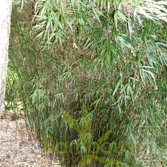 dracocephala 006