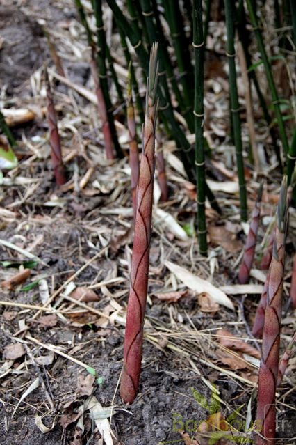 dracocephala 012