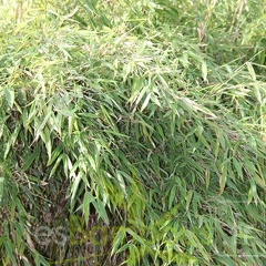 murielae jumbo 002
