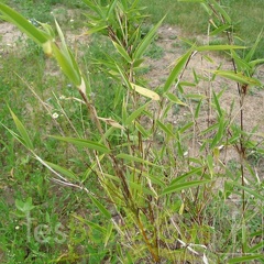 murielae grune hecke 002
