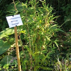 murielae smaragd 001