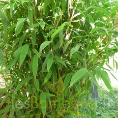 murielae smaragd 002