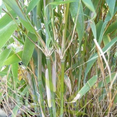 murielae smaragd 004