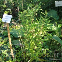 murielae smaragd 005