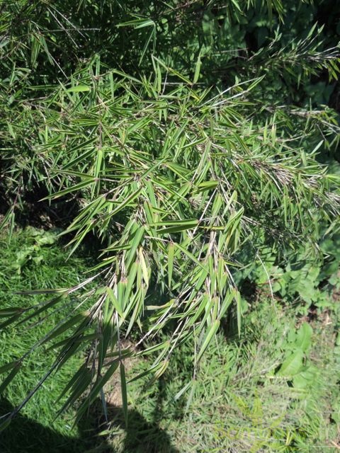 gansu 004