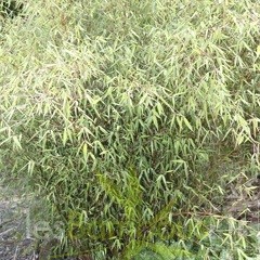 green dragon 001