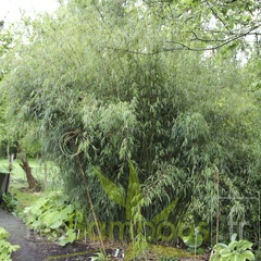 jiuzhaigou 10 002