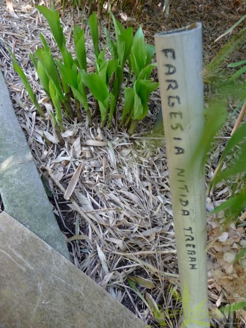 trebach 002