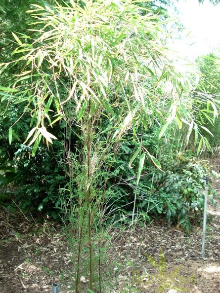 papyrifira 001