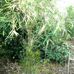 papyrifira 001