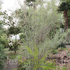 papyrifira 002