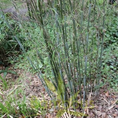 papyrifira 003