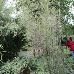 papyrifira