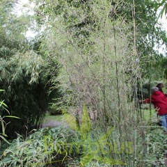 papyrifira 004