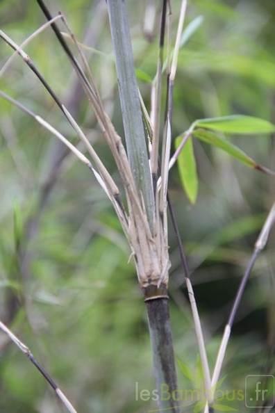 papyrifira 006