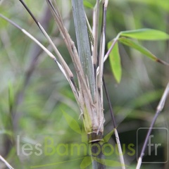 papyrifira 006
