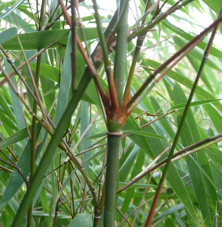 rufa AsianWonder 001