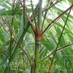 rufa AsianWonder 001