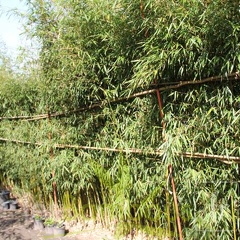 taibashan2 009