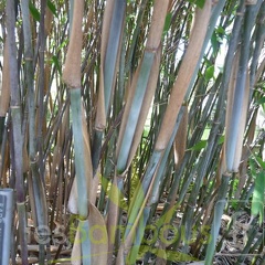 taibashan2 011