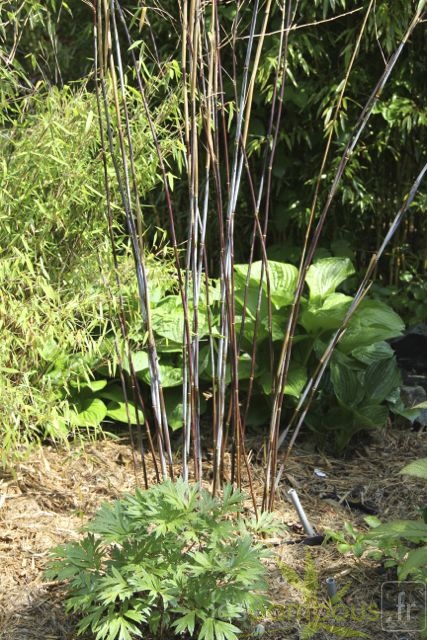 taibashan2 013