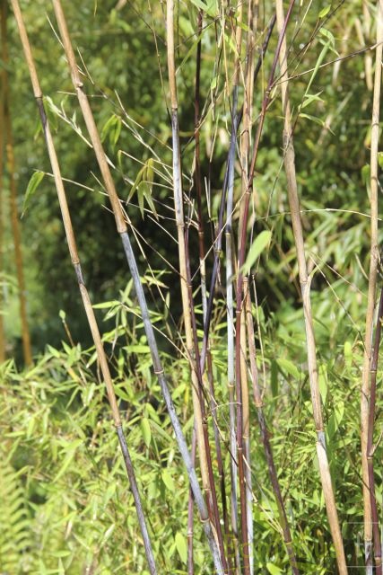 taibashan2 019