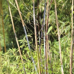 taibashan2 019