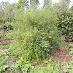 yulongshanensis 002