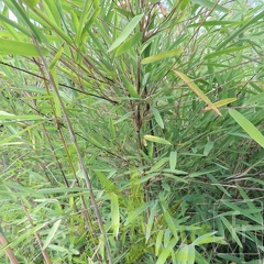 yulongshanensis 003