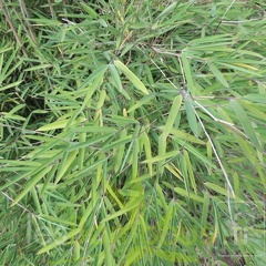 yulongshanensis 004