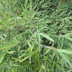 yulongshanensis 005