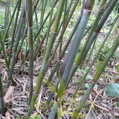 yulongshanensis 006