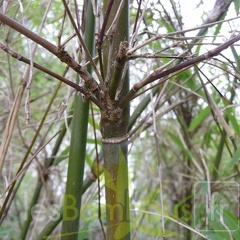 yulongshanensis 007