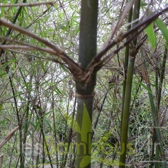 yulongshanensis 008