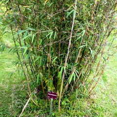 yulongshanensis 010