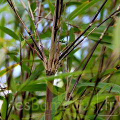 yulongshanensis 012