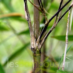 yulongshanensis 013