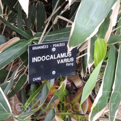 indocalamus.varius.7520