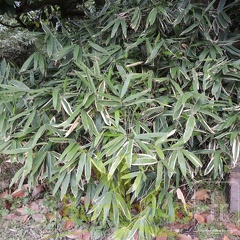 indocalamus.varius.7521